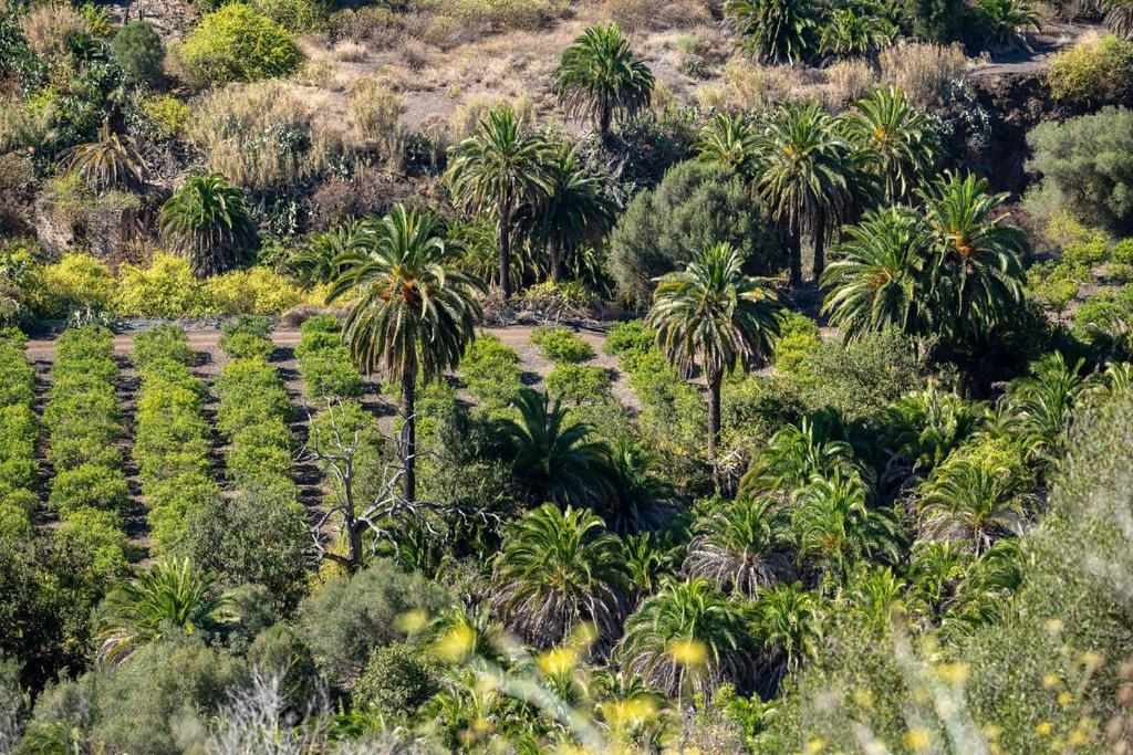Palmengarten Apartment Los Molinos Maspalomas  Eksteriør billede